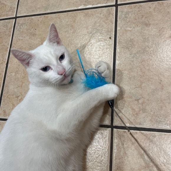 Meet your Posher, Iris - Picture 1 of 1